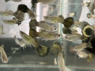 ブルーキングコブラグッピー　♂