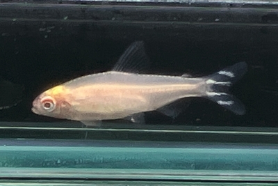 ゴールデンラミノーズテトラ 　M　１０匹