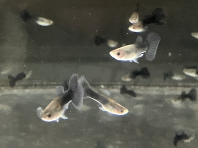 ブラックタキシードグッピー　♂