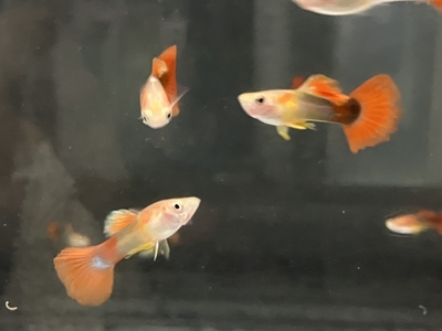 タキシードブロンズグッピー　♂