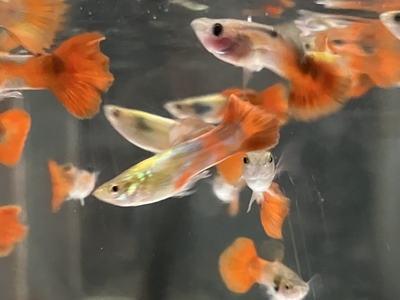 レッドテールグッピー　♂