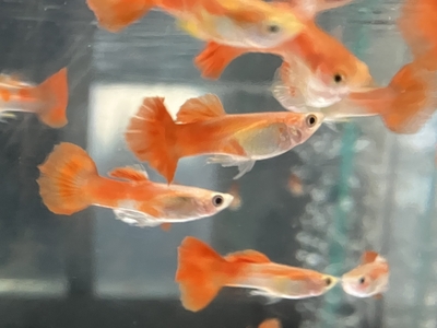 レッドブロンズグッピー　♂