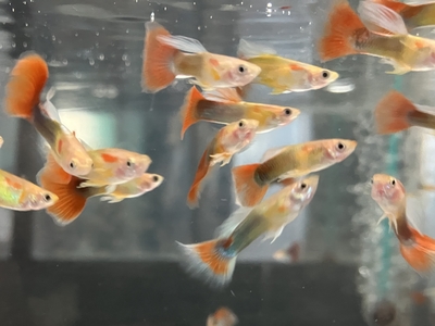 レッドネオングッピー　♂　