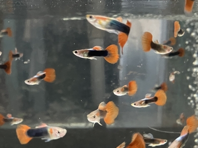 レッドタキシードグッピー　♂