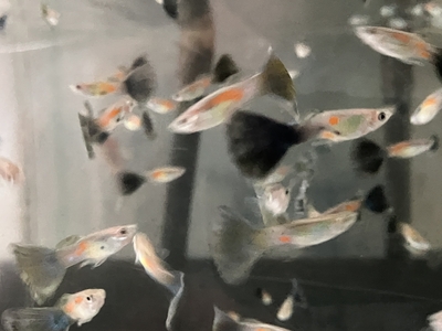 ブルーテールグッピー　♂