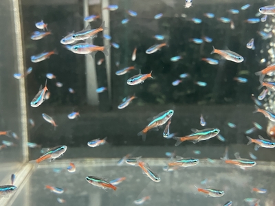 ネオンテトラ　M　10匹