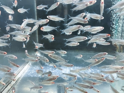 ダイヤモンドラミノーズテトラ　M　１０匹