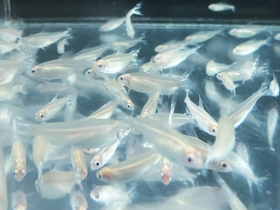 アルビノラミノーズテトラ　M　１０匹