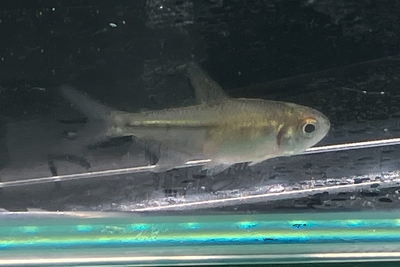ダイヤモンドテトラ　M １０匹