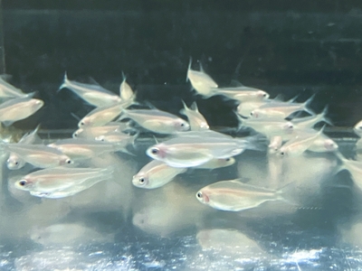 ゴールデンラミノーズテトラ 　M　１０匹