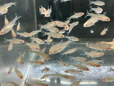 ラミーノーズテトラ　M　１０匹