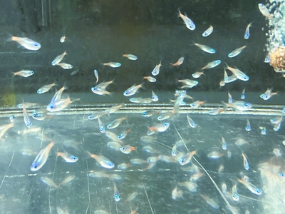 ブリリアントネオンテトラ　M　10匹