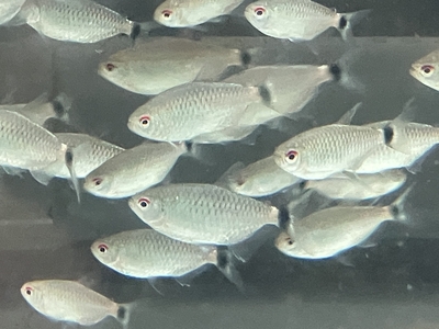 モンクホーシャ　M １０匹