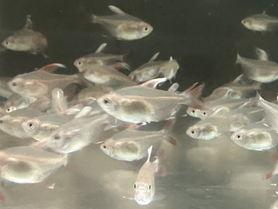 ホワイトフィンロージーテトラ　M １０匹