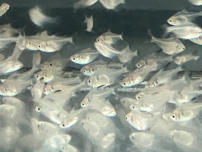 ブラックファントムテトラ　M １０匹