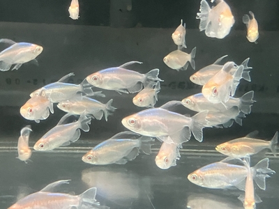 アルビノコンゴーテトラ　M　