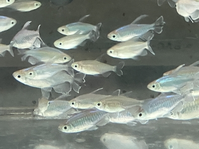 コンゴーテトラ　M　