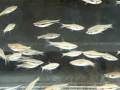 ナノストムスベックホルディ　M　１０匹