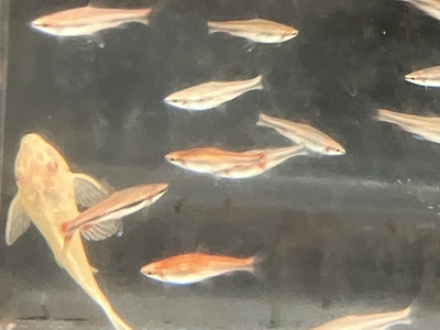 レッドペンシル　M　１０匹