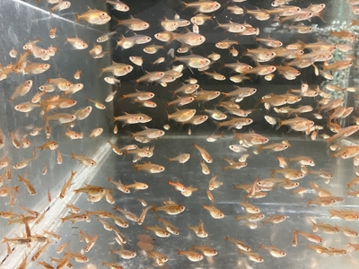 レッドテトラ　M　１０匹