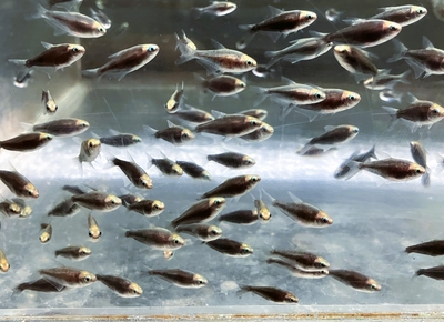 ブラックエンペラーテトラ　M　１０匹