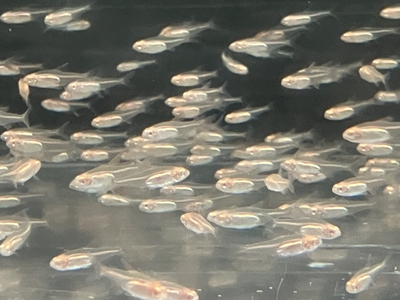 アルビノグローライトテトラ　M　１０匹