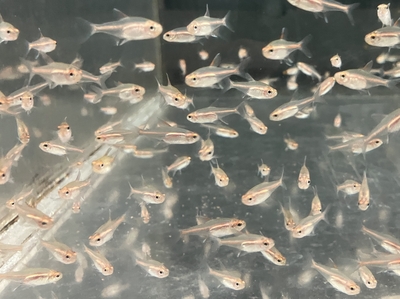 グローライトテトラ　M　１０匹