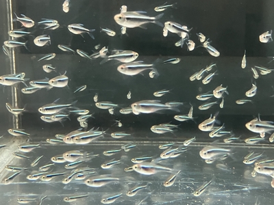 ブラックネオンテトラ　M　１０匹　