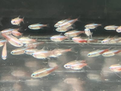 アルビノネオンテトラ　M　10匹