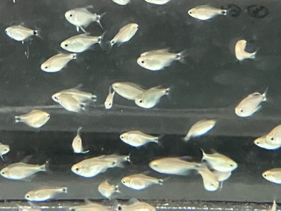 キテイテトラ　M　10匹