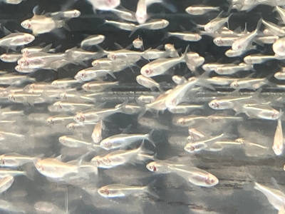 アルビノブラックネオンテトラ　M　10匹