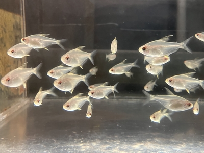 レモンテトラ　M　10匹