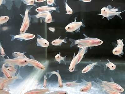 ゴールデンエンペラーテトラ　M　10匹