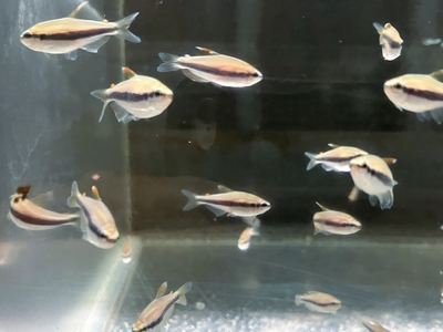 インパイクティスケリー　M　10匹