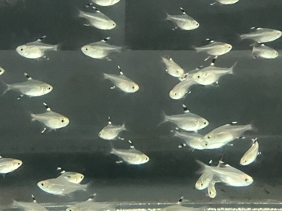 プリステイラ　M　10匹