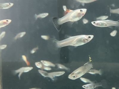 グッピー　♀　