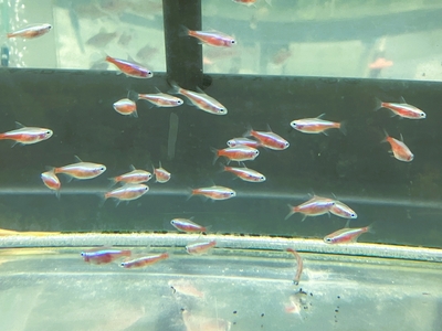 アルビノカージナルテトラ 　M　10匹