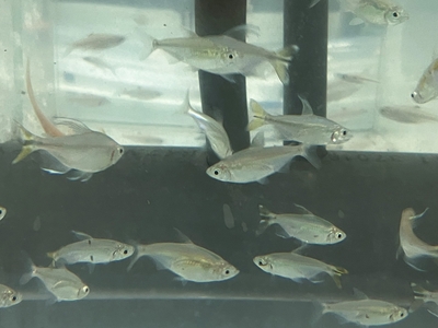 イエローコンゴーテトラ　M　