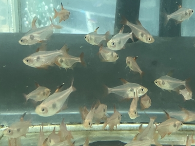 レッドファントムテトラ　M １０匹