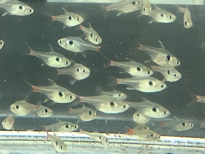 イエローファントムテトラ　M　10匹