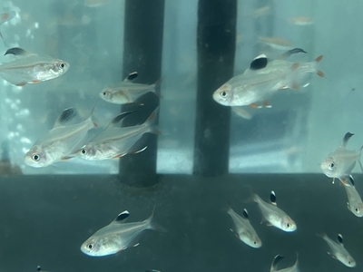 ロベルツィテトラ　M 　10匹