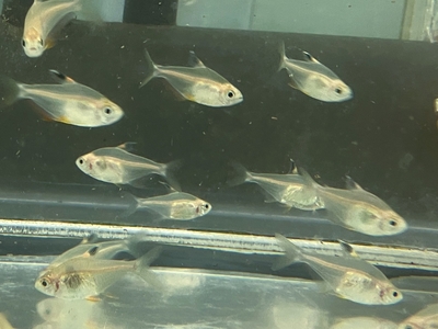 コーヒービーンテトラ　M　5匹