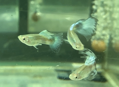 ブルーダイヤモンドグッピー　♂