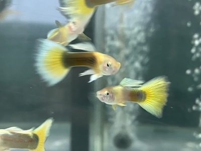 イエロータキシードテールグッピー　♂