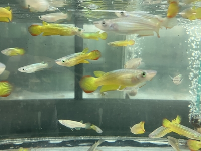 イエローパンチッヤクス　5ｃｍ