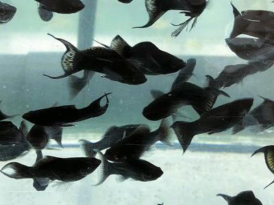 ライアーテールブラックモーリー　4ｃｍ