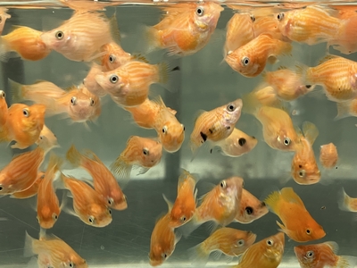 ゴールデンバルーンモーリー　2.5ｃｍ