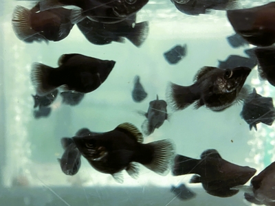 ブラックバルーンモーリー　2.5ｃｍ