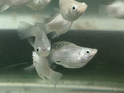 シルバーバルーンモーリー　M　