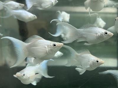 プラチナライアーテールバルーンモーリー　4ｃｍ